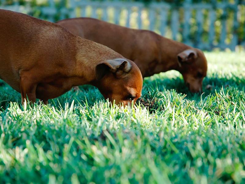 sudoku championship screenshot 4
